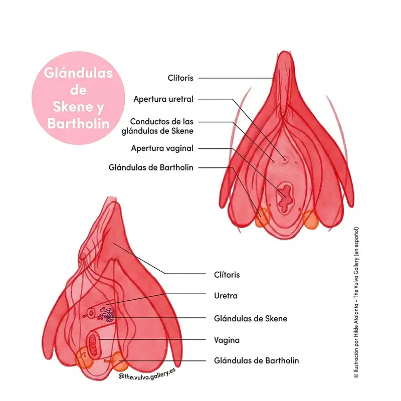ejercicio-suelo-pelvico-casa-vulva